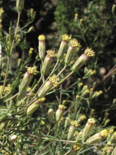 Brickellia eupatorioides var. chlorolepis